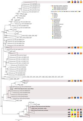 Phylogeny and Ecology of Trebouxia Photobionts From Bolivian Lichens